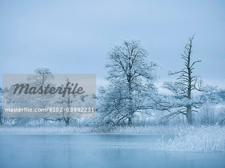 Winter lake shore