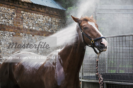 A thoroughbred horse being hosed down in a stable yard after exercise.