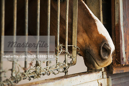 A thoroughbred bay horse with a white flash on its nose, at a stable door.