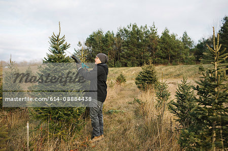 Man choosing tree in Christmas tree farm, Cobourg, Ontario, Canada