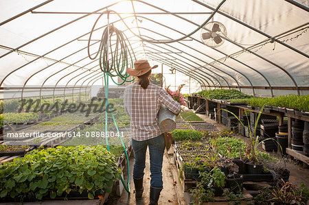 Rear view of woman carrying bucket of snapdragons (antirrhinum) in flower farm poly tunnel