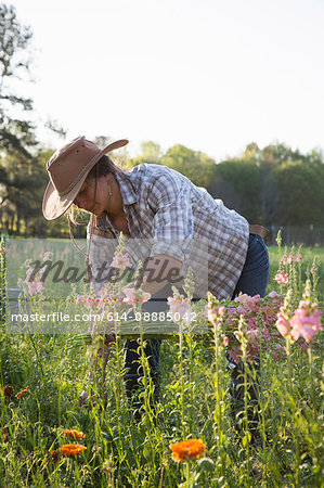 Young woman selecting snapdragons (antirrhinum) from flower farm field