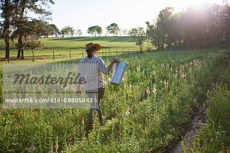 Young woman carrying bucket in snapdragons (antirrhinum)  flower farm field