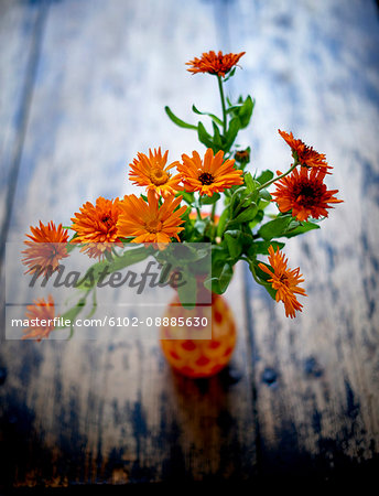 Orange Calendulas