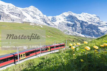 The Wengernalpbahn rack railway framed by flowers and snowy peaks, Wengen, Bernese Oberland, Canton of Bern, Switzerland, Europe