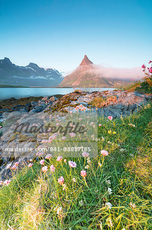 The midnight sun lights up flowers and the rocky peak of Volanstinden surrounded by sea, Fredvang, Moskenesoya, Lofoten Islands, Norway, Scandinavia, Europe