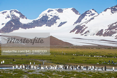 Giant king penguin (Aptenodytes patagonicus) colony, Salisbury Plain, South Georgia, Antarctica, Polar Regions Giant king penguin (Aptenodytes patagonicus) colony, Salisbury Plain, South Georgia, Antarctica, Polar Regions