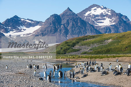 King penguins (Aptenodytes patagonicus) in beautiful scenery, Salisbury Plain, South Georgia, Antarctica King penguins (Aptenodytes patagonicus) in beautiful scenery, Salisbury Plain, South Georgia, Antarctica
