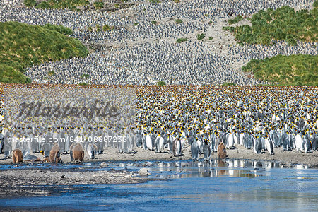 Giant king penguin (Aptenodytes patagonicus) colony, Salisbury Plain, South Georgia, Antarctica, Polar Regions Giant king penguin (Aptenodytes patagonicus) colony, Salisbury Plain, South Georgia, Antarctica, Polar Regions
