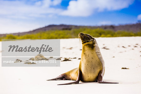 Sea lions on Floreana Island, Galapagos Islands, UNESCO World Heritage Site, Ecuador, South America
