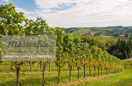 vineyard on a sunny sunday morning in late summer