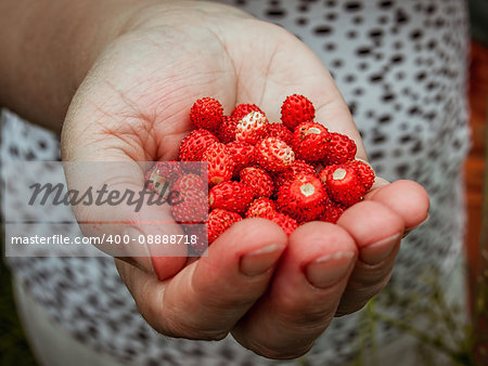 Handful of wild strawberries just picked up from the forest meadow