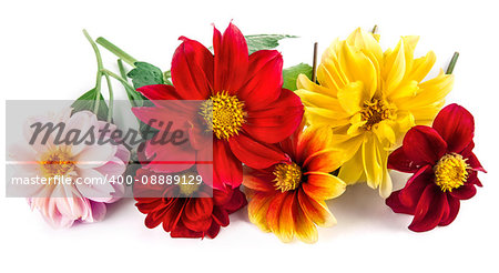 Bunch bright red and yellow flowers with green leaf beautiful dahlia, isolated on white background
