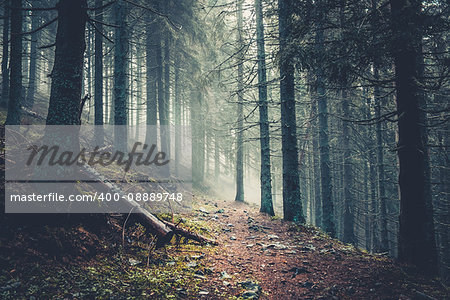 Trail in a dark pine forest on the slopes of the mountain. Carpathians, Ukraine, Europe. Beauty world. Vintage filter