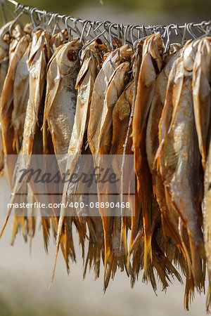 dried fish hanging on the clothesline on a sunny day, close-up