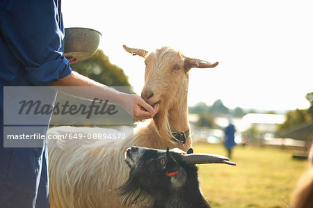 Farm worker tending to goats
