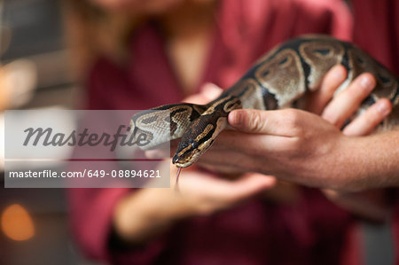 Hands of college students handling ball python in lab