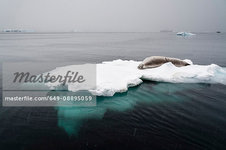 Crabeater seal (Lobodon carcinophaga) on the ice, Wilhelmina Bay, Antarctica