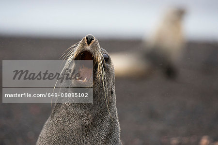 Antarctic fur seal (Arctocephalus gazella), Deception Island, Antarctica