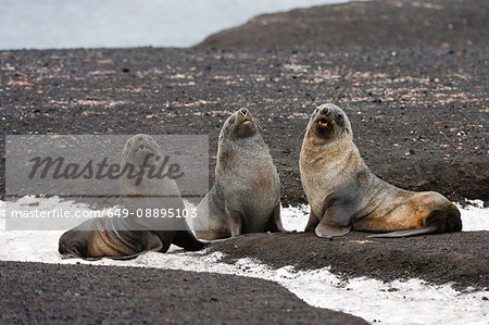 Three antarctic fur seals (Arctocephalus gazella), Deception Island, Antarctica
