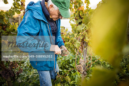 Senior man cutting grapes from vine in vineyard