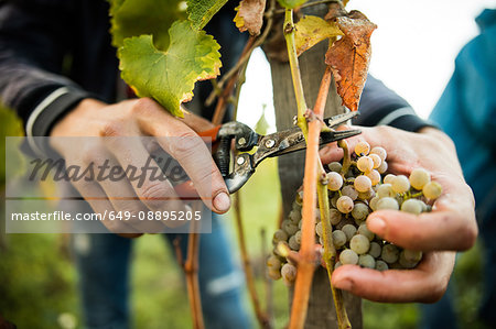 Close up of male hands cutting grapes from vine in vineyard