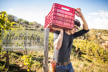 Young man carrying grape crate on shoulder in vineyard