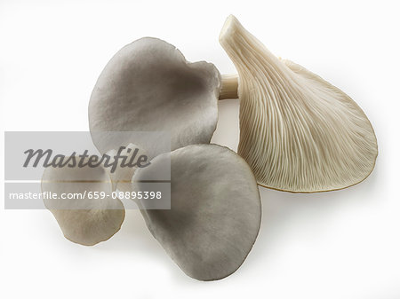 Fresh picked grey oyster mushrooms on a white background