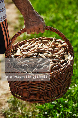 A man carrying a basket of kidney-shaped, Austrian Scarlet Runner beans