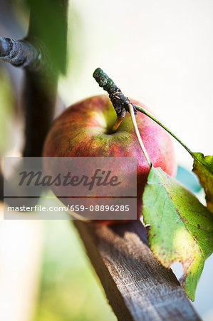 Apple with stalk and leaves