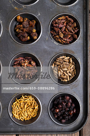 Dried Mealworms, Queen Leafcutter Ants, Chapulines, Dried Crickets, Mopane Worms and Chapulines Dried Mealworms, Queen Leafcutter Ants, Chapulines, Dried Crickets, Mopane Worms and Chapulines