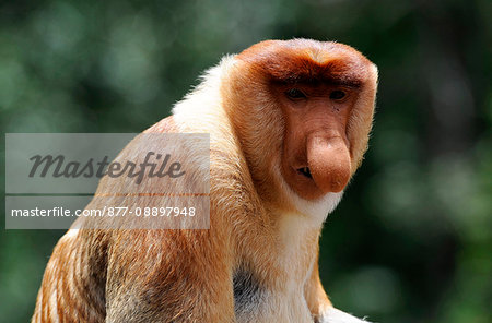 South-East Asia, Malaysia, Sabah, Borneo, Labuk Bay, Nature Reserve sheltering proboscis monkeys