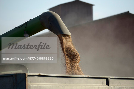 Wheat, filling a skip for harvest