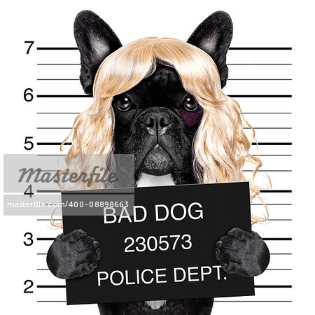diva lady girl  dog posing for a lovely mugshot, as a criminal and thief with blonde wig
