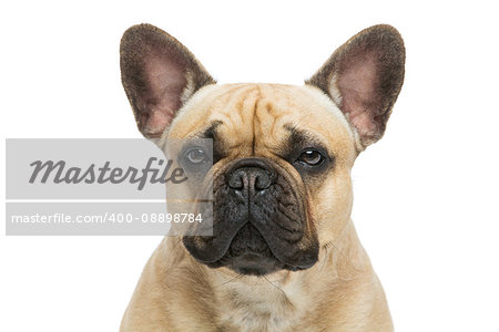 Portrait of beautiful young French buldog girl dog.  Isolated over white background. Closeup studio shot. Copy space.