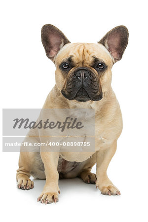 Portrait of beautiful young French buldog girl dog. Isolated over white background. Studio shot. Copy space.