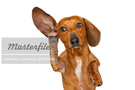 boss or business dachshund or  sausage dog listening with one ear very carefully , isolated on white background