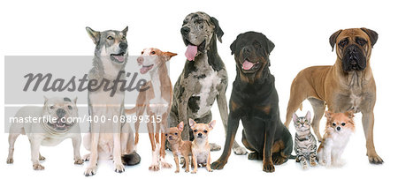 group of pets in front of white background