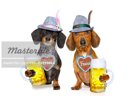 bavarian dachshund or sausage  dogs couple with  gingerbread and  mug  isolated on white background , ready for the beer celebration festival in munich,