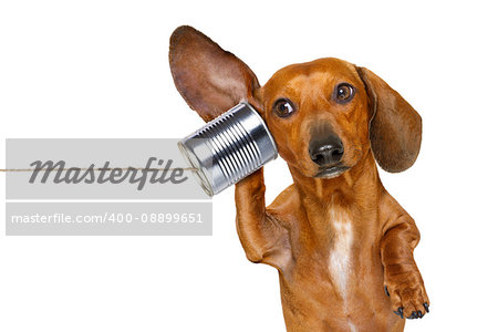 boss or business dachshund or  sausage dog listening with one ear very carefully on the tin phone or telephone, isolated on white background