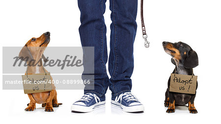 lost  and homeless  dachshund sausage dogs with cardboard hanging around neck, isolated on white background, with text saying : adopt us
