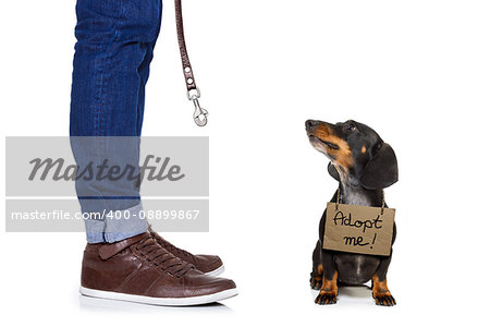 lost  and homeless  dachshund sausage dog with cardboard hanging around neck, isolated on white background, with text saying : adopt me