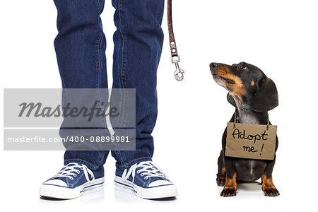 lost  and homeless  dachshund sausage dog with cardboard hanging around neck, isolated on white background, with text saying : adopt me
