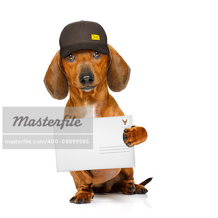 dachshund sausage dog delivering a big envelope as a postman with cap , isolated on white background