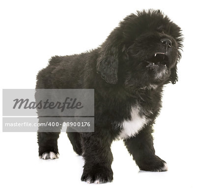 angry puppy newfoundland dog in front of white background