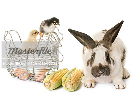 Checkered Giant rabbit and chicks in front of white background