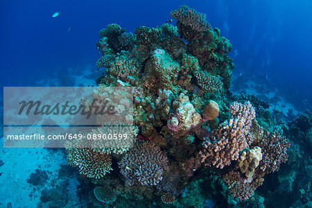 Corals, Red Sea, Marsa Alam, Egypt