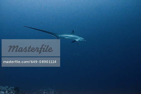 Rare thresher shark (alopias vulpinus), underwater view, Brothers island, Egypt