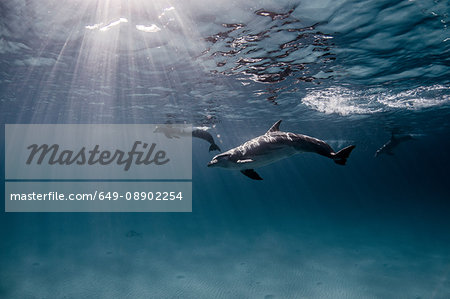 Underwater view of dolphins swimming near surface