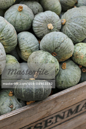 Blue Hokkaido pumpkins